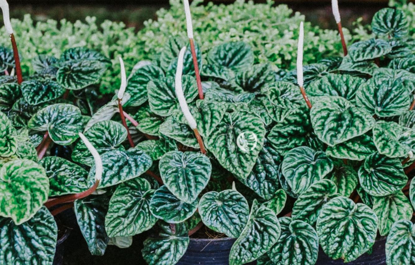 Nguồn gốc c&acirc;y Hạnh Ti&ecirc;n Thảo